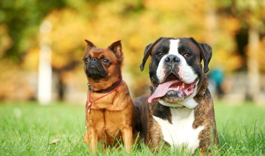 Top 10 Key Questions to Ask When Choosing a Reputable Dog Breeder