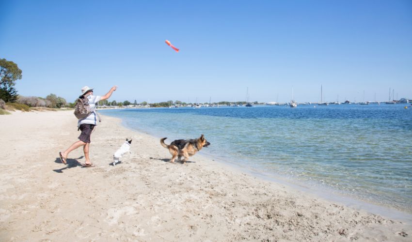 The Complete Guide to Australian Terrier Breed: History, Physical Traits, and Personality